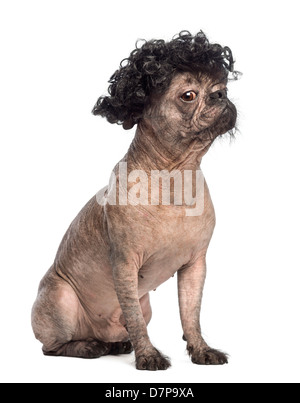 Haarlose Mischling, eine Kreuzung zwischen einem französische Bulldogge und Chinese Crested Dog, tragen Perücke vor weißem Hintergrund Stockfoto