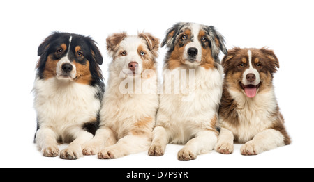 Gruppe von Australian Shepherds liegen und Blick in die Kamera vor weißem Hintergrund Stockfoto