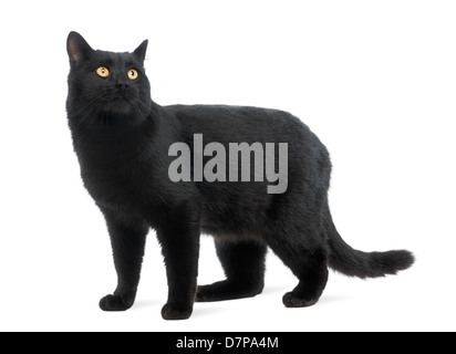 Schwarze Katze auf der Suche auf weißem Hintergrund Stockfoto