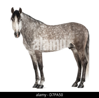 Andalusische wegsehen, 7 Jahre alt, auch bekannt als die reinen spanischen Pferd oder PRE, vor weißem Hintergrund Stockfoto