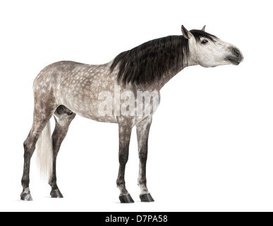 Andalusische stretching, 7 Jahre alt, auch bekannt als die reinen spanischen Pferd oder PRE, vor weißem Hintergrund Stockfoto