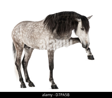 Andalusische Anhebung Bein, 7 Jahre alt, auch bekannt als die reinen spanischen Pferd oder PRE, vor weißem Hintergrund Stockfoto