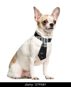 Chihuahua, 2 Jahre alt, sitzt und Krawatte vor weißem Hintergrund Stockfoto