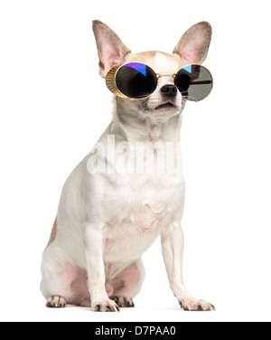 Chihuahua, 2 Jahre alt, sitzt und das Tragen von Sonnenbrillen vor weißem Hintergrund Stockfoto