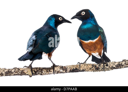 Zwei hervorragende Stare auf Ast, Glanzstare Superbus, thront auf einem Ast vor einem weißen Hintergrund Stockfoto