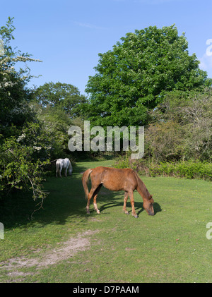 dh NEW FOREST HAMPSHIRE New Forest Pony Horses grasen auf gemeinsamen Land Landpferd großbritannien Stockfoto