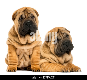 Zwei Shar-pei Welpen sitzen und liegen neben einander vor weißem Hintergrund Stockfoto