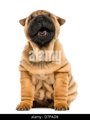 Vorderansicht eines Shar pei Welpen, 11 Wochen alt, Gähnen vor weißem Hintergrund Stockfoto