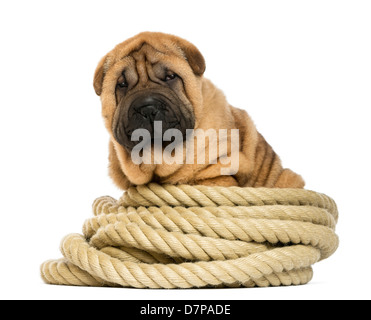 Shar pei Welpen, 11 Wochen alt, sitzen auf Seil vor weißem Hintergrund Stockfoto