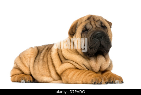 Shar pei Welpen, 11 Wochen alt, liegend vor weißem Hintergrund Stockfoto