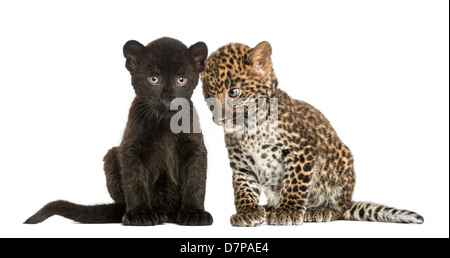 Schwarz und Spotted Leopard Cubs, 3 und 7 Wochen alt, sitzen nebeneinander vor weißem Hintergrund