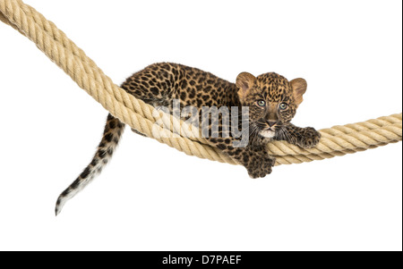 Gefleckte Leopard Cub am Seil, 7 Wochen alt, vor weißem Hintergrund liegen Stockfoto