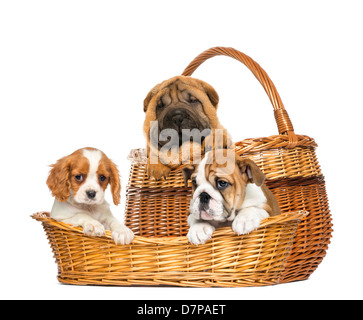 Sharpei, Cavalier King Charles, englische Bulldogge Welpen und gemeinsame Buchfink in Weidenkörbe vor weißem Hintergrund Stockfoto