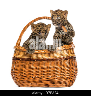 Zwei Spotted Leopard Cubs, Panthera Pardus, im Weidenkorb auf weißen Hintergrund Stockfoto