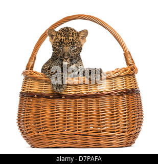 Gefleckte Leopard Cub, Panthera Pardus, im Weidenkorb auf weißen Hintergrund Stockfoto
