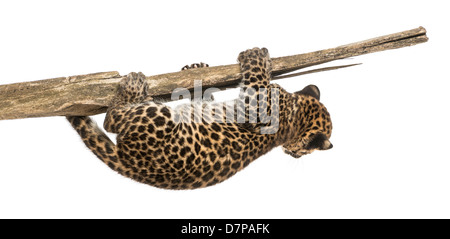 Spotted Leopard Cub hängen an einem Zweig, 7 Wochen alt, vor weißem Hintergrund Stockfoto