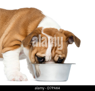 Close-up eine englische Bulldogge Welpen, 2 Monate alt, Fütterung aus metallischem Hundenapf vor weißem Hintergrund Stockfoto