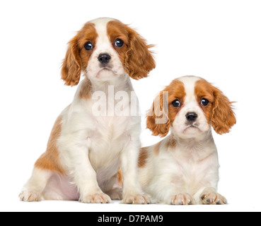 Zwei Cavalier King Charles Puppies, 2 Monate alt, sitzen und liegen auf weißen Hintergrund Stockfoto
