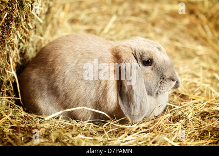 graue lop-Earred Kaninchen am Heuboden, Nahaufnahme Stockfoto