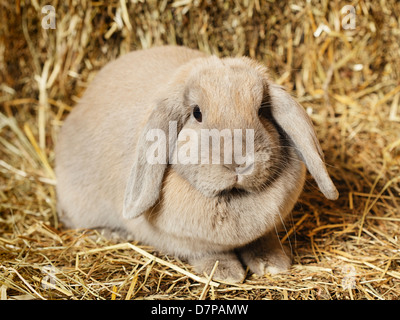 graue lop-Earred Kaninchen am Heuboden, Nahaufnahme Stockfoto