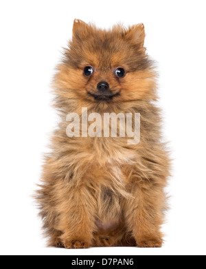 Deutscher Zwergspitz Welpen, 2 Monate alt, sitzen vor weißem Hintergrund lächelt Stockfoto