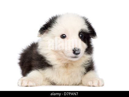 Border Collie Welpen, 2 Monate alt, vor weißem Hintergrund liegen Stockfoto