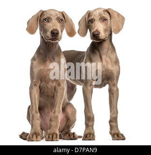 Zwei Weimaraner Welpen, 2,5 Monate alt, sitzen und stehen vor weißem Hintergrund Stockfoto