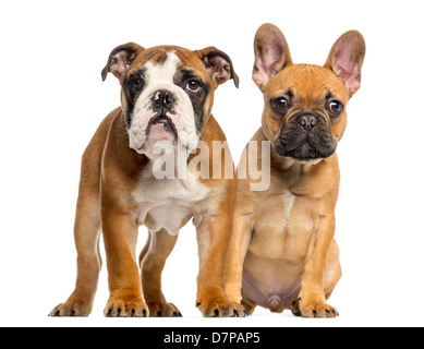 Englische Bulldogge Welpen und französische Bulldogge Welpen stehen neben einander vor weißem Hintergrund Stockfoto