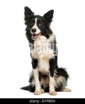 Border Collie, 1 Jahr alt, sitzt vor weißem Hintergrund Stockfoto