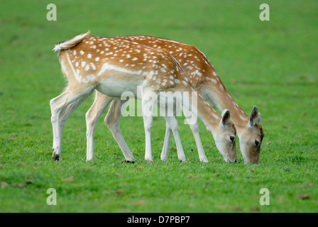 Damwild, Dama Dama, paar Weibchen Stockfoto