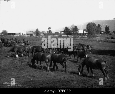 Dieses Schwarzweiß-Foto aus dem Powerhouse Museum zeigt Stationspferde, die normalerweise für landwirtschaftliche Arbeiten oder Transport verwendet werden, an einer historischen Station. Das Bild bietet einen Einblick in das ländliche Leben Australiens in der Vergangenheit. Stockfoto