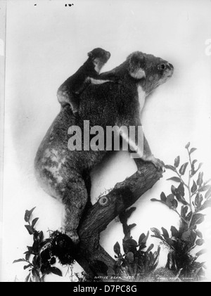 Eine gefüllte Koala-Ausstellung im Powerhouse Museum mit einem Baby-Koala (Phascolarctos cinereus) in einer Diorama-Umgebung. Der Koala, ein australisches Beuteltier, wird im Stehen aufmerksam posiert. Die Ausstellung zeigt dieses berühmte Tier, das oft als „einheimischer Bär“ Australiens bezeichnet wird. Stockfoto