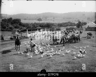 Dieses Schwarzweiß-Foto aus dem Powerhouse Museum zeigt einen Bauernhof mit Zugpferden, Landarbeitern und Hühnern. Sie spiegelt das landwirtschaftliche Leben der Vergangenheit wider und zeigt Arbeitskräfte, die in der Landwirtschaft tätig sind, und Vieh auf dem Bauernhof. Stockfoto
