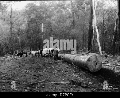 Dieses Schwarzweiß-Foto aus dem Powerhouse Museum zeigt den Prozess des Holzeinschlags. Sie bietet einen historischen Überblick über die Holzeinschlagtechniken, mit einer Pferdeschuppe, die für den Holztransport in frühen Forstbetrieben verwendet wird. Stockfoto