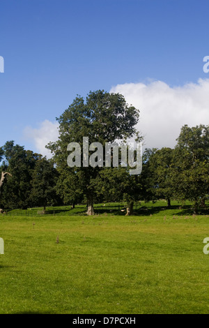 Eschen wachsen auf Weide und Parklandschaft in der Nähe von dem Dorf von Thornton Steward Wensleydale Yorkshire Dales England Stockfoto