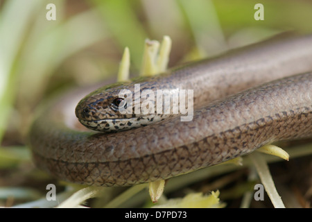 Blindschleiche Nahaufnahme in Gloucestershire Lage Stockfoto