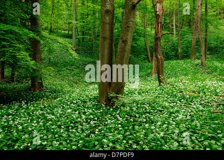 Bärlauch (Allium Ursinum), Bärlauch-Feld in den Laubwald, Baerlauch (Allium Ursinum), Baerlauchfeld Im Laubwald Stockfoto