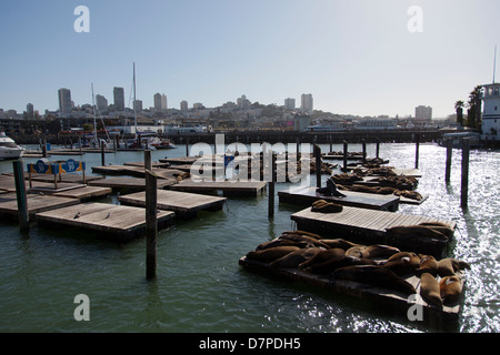 Kalifornien Seelöwen am Pier 39, San Francisco, San Francisco, Kalifornien. Stockfoto