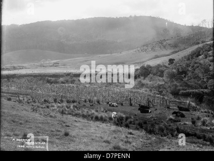 Dieses Schwarzweiß-Foto aus dem Powerhouse Museum zeigt ein Landgut in Dorrigo, Australien, und zeigt eine ländliche Landschaft mit Rindern. Das Bild spiegelt das landwirtschaftliche Leben im Australien des 19. Jahrhunderts wider. Stockfoto