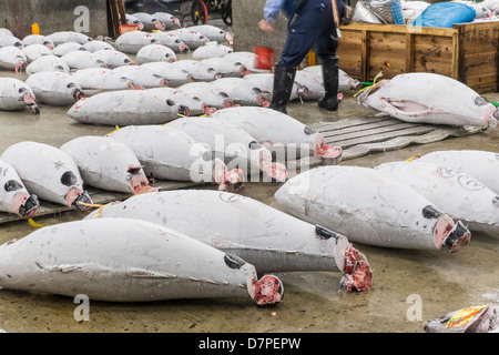 Japanische Käufer prüfen Große gefrorenen Thunfisch auf dem Boden des Lagers in der Tsukiji Fischmarkt, Tokio, Japan Stockfoto