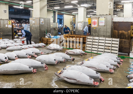 Japanische Käufer prüfen Große gefrorenen Thunfisch auf dem Boden des Lagers in der Tsukiji Fischmarkt, Tokio, Japan Stockfoto