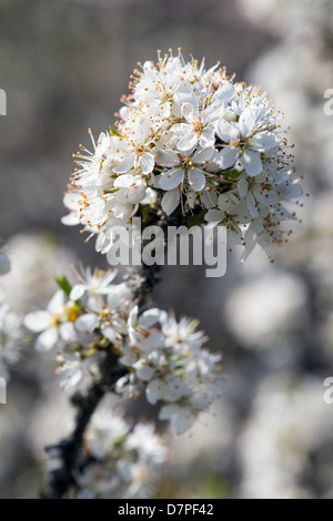 Blackthorn Blumen im frühen Frühling vor den Blättern produziert Stockfoto