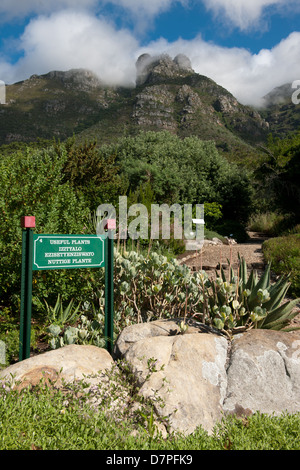 Kirstenbosch National Botanical Garden auf der überschreitet auf den Tafelberg, Kapstadt, Südafrika Stockfoto