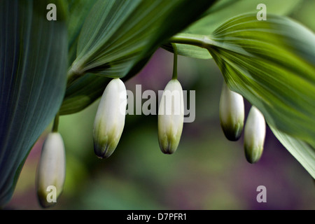 Polygonatum Odoratum, allgemein bekannt als eckige Salomos Siegel oder Duftkerzen Salomos-Siegel in Nahaufnahme Kemeru Nationalpark-Lettland Stockfoto