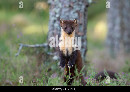 Baummarder (Martes Martes). Die Black Isle. Highland. Schottland Stockfoto