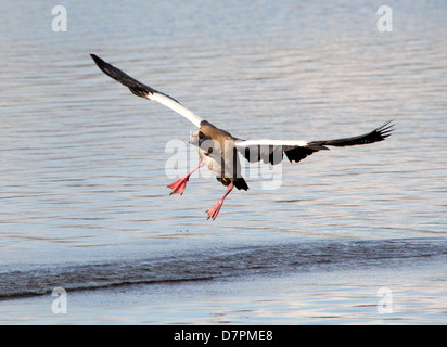 Detailliertes Bild der eine Nilgans (Alopochen Aegyptiaca) im Flug, eingehende und Landung auf dem Wasser eines Sees Stockfoto