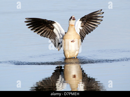 Nilgans (Alopochen Aegyptiaca) mit Flügeln Stockfoto