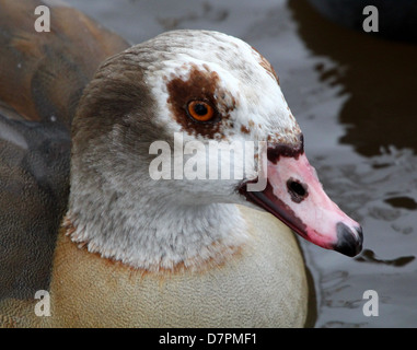 Extrem detaillierte Nahaufnahme des Kopfes eine Nilgans (Alopochen Aegyptiaca) Stockfoto