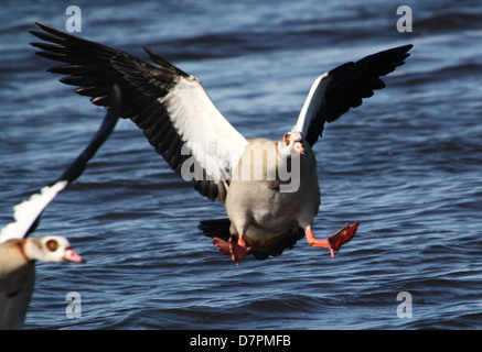 Detailliertes Bild der eine Nilgans (Alopochen Aegyptiaca) im Flug, eingehende und Landung auf dem Wasser eines Sees Stockfoto