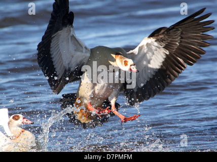 Detailliertes Bild der eine Nilgans (Alopochen Aegyptiaca) im Flug, eingehende und Landung auf dem Wasser eines Sees Stockfoto